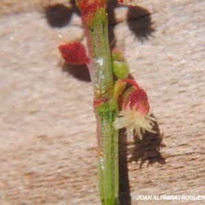 Triglochim palustre