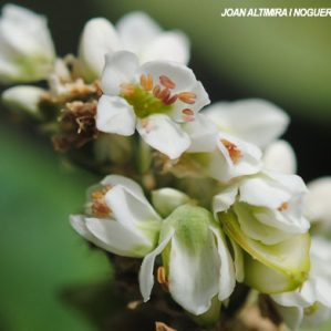Fagopyrum esculentum