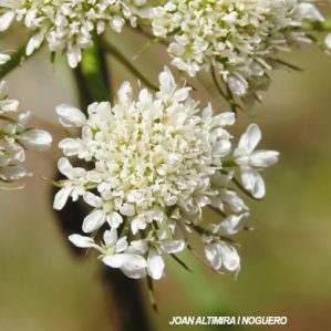 Oenanthe pimpinelloides