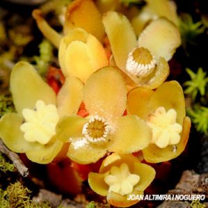 Cytinus hypocistis subsp. hypocistis