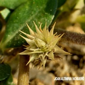 Alternanthera pungens