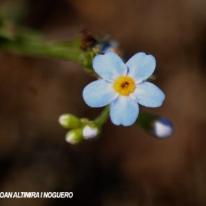 Myosotis martini