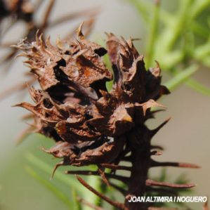 Cryptomeria japonica. (Orn)