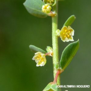 Andrachne telephioides