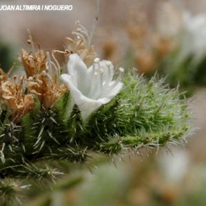 Echium italicum subsp. italicum