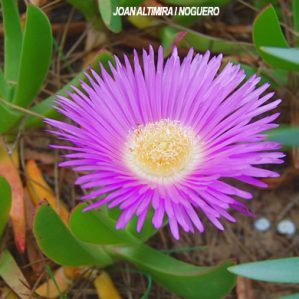 Carpobrotus edulis. (Nat.)