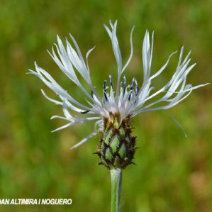 Centaurea montana var. albiflora