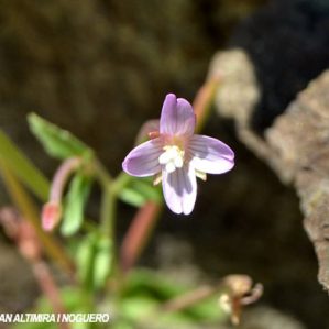 Epilobium collinum