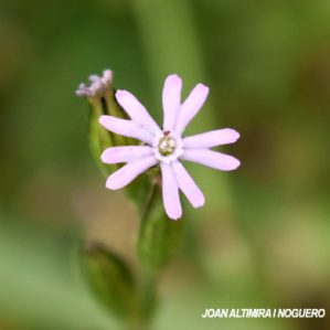 Silene inaperta