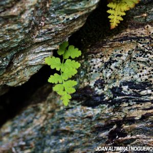 Woodsia alpina