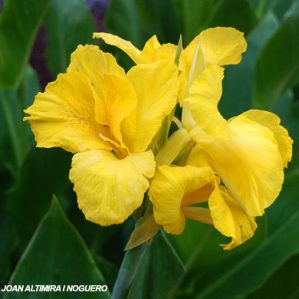 Canna flaccida (Nat.)