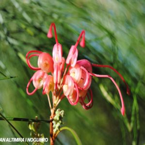 Grevillea erectiloba. (Orn)