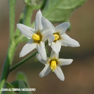 Solanum nigrum subsp miniatum var. miniatum
