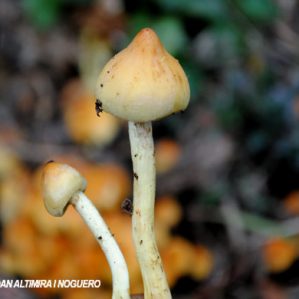 Hypholoma sublateritium