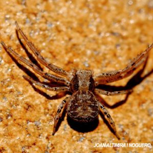 Xysticus croceus
