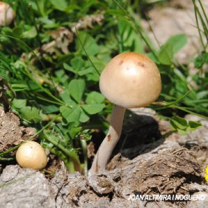 Stropharia semiglobata