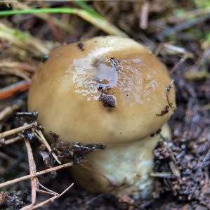 Hygrophorus latitabundus