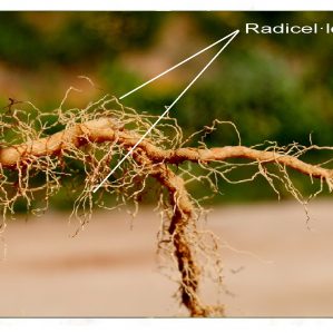 Radicel·la