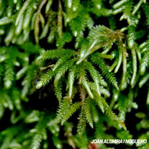 Scorpiurium circinatum