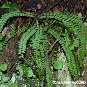 Asplenium trichomanes subsp. trichomanes