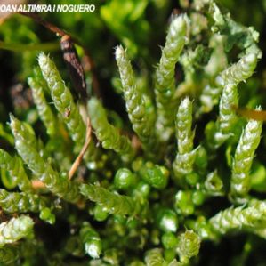 Bryum argenteum