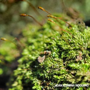 Rhynchostegium riparoides