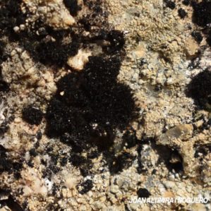 Lichinella stipatula