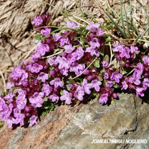 Thymus nervosus
