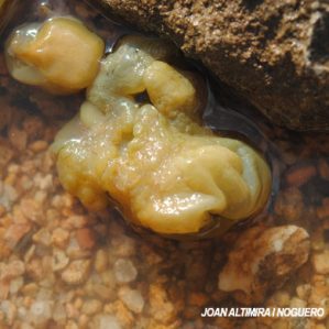 Colpomenia peregrina