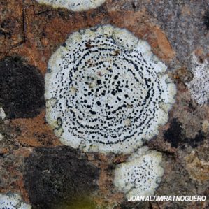 Porpidia crustulata