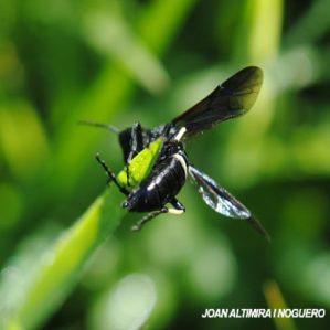 Tenthredo bifasciata