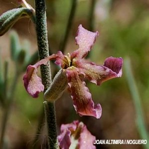 Matthiola valesiaca
