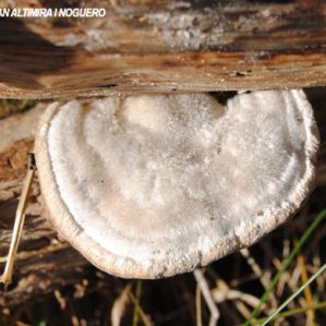Trametes pubescens