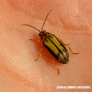 Xanthogaleruca luteola
