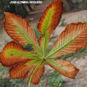 Cameraria ohridella