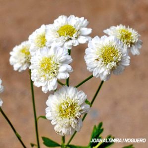 Achillea ptarmica var. boule de neige