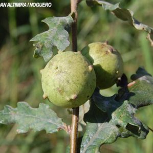 Andricus quercustozae