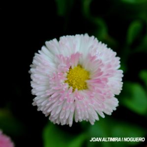 Bellis perennis var. habanera (Orn)