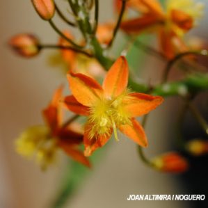 Bulbine frutescens. (Orn)