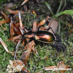 Carabus lineatus
