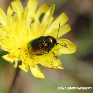Chrysolina fastuosa