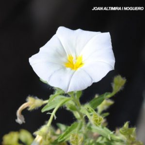 Convolvulus cneorum. (Orn)