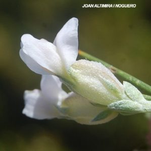 Erinacea anthyllis var. albiflora