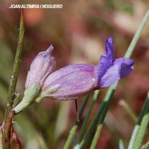 Erinacea anthyllis