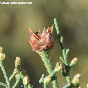 Etshuoa thuriferae