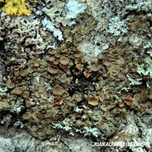 Melanohalea exasperata
