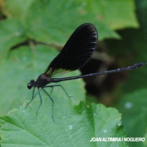 Calopteryx haemorrhoidalis