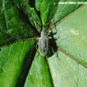 Polydrusus sericeus