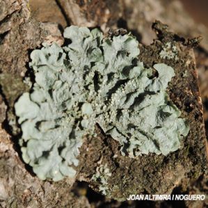 Punctelia borreri