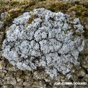 Physconia muscigena
